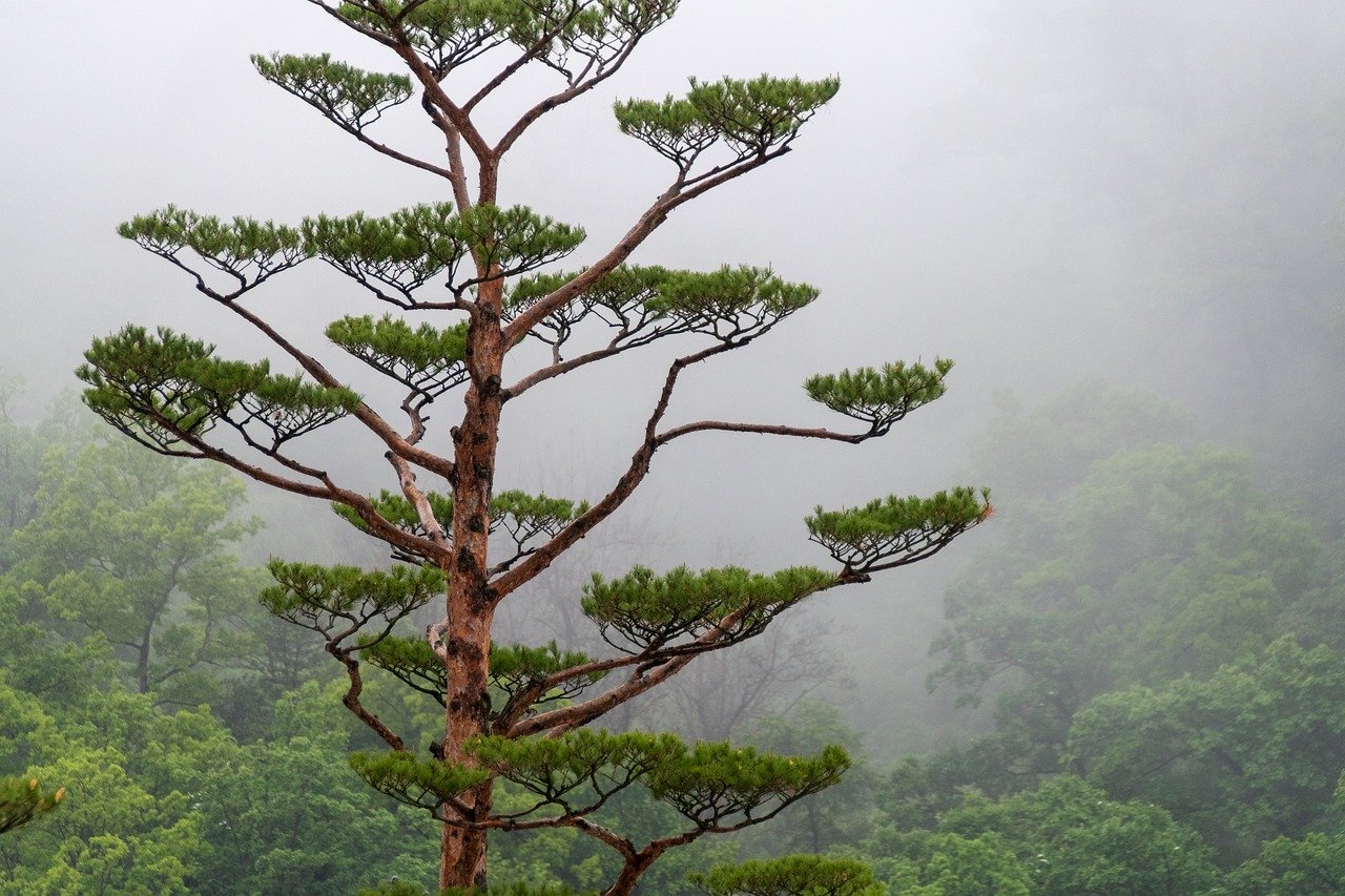 Key Features of a Sustainable Eco-Friendly Landscape